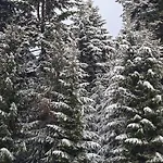 затишні карпати)) * Wierchowina