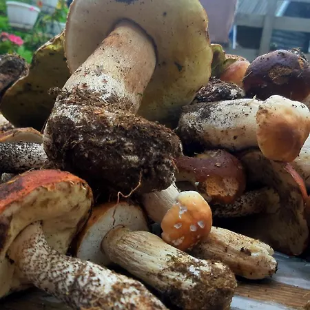 затишні карпати)) * Верховина