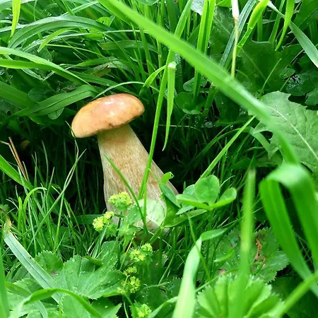 Privatunterkunft затишні карпати))