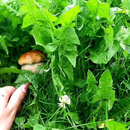 затишні карпати)) Privatunterkunft *